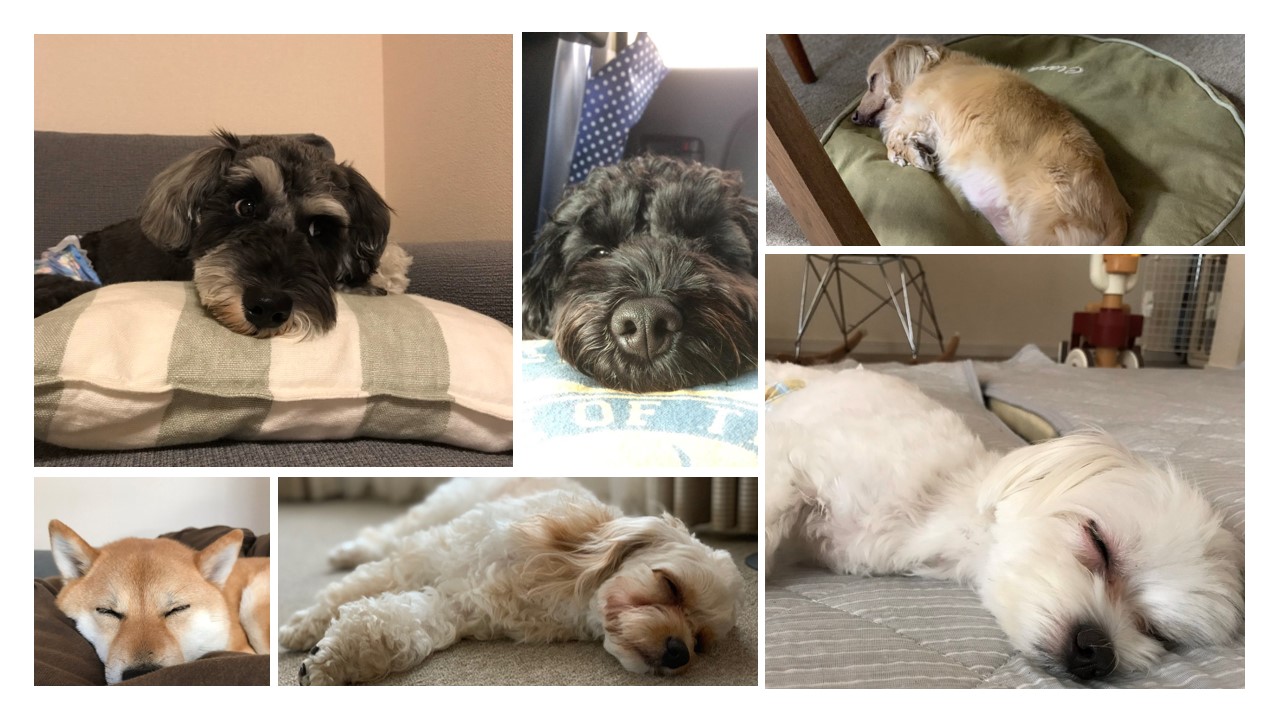 DogRelaxingの想い